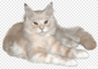Кот 1